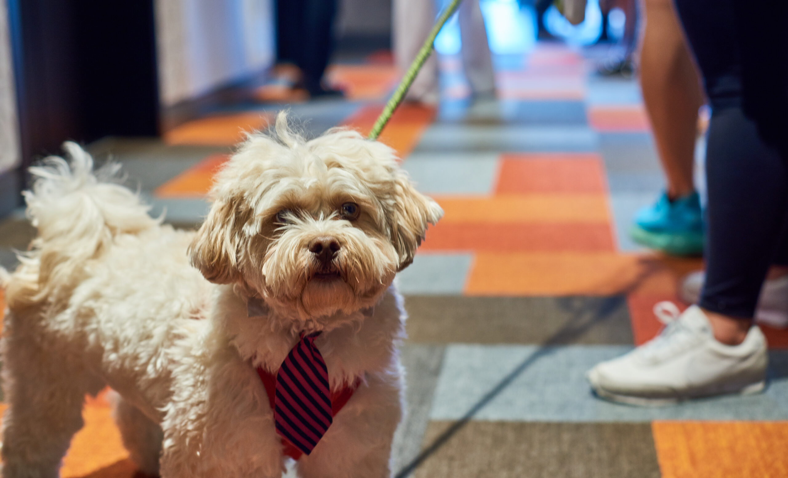 Dog in Hallway